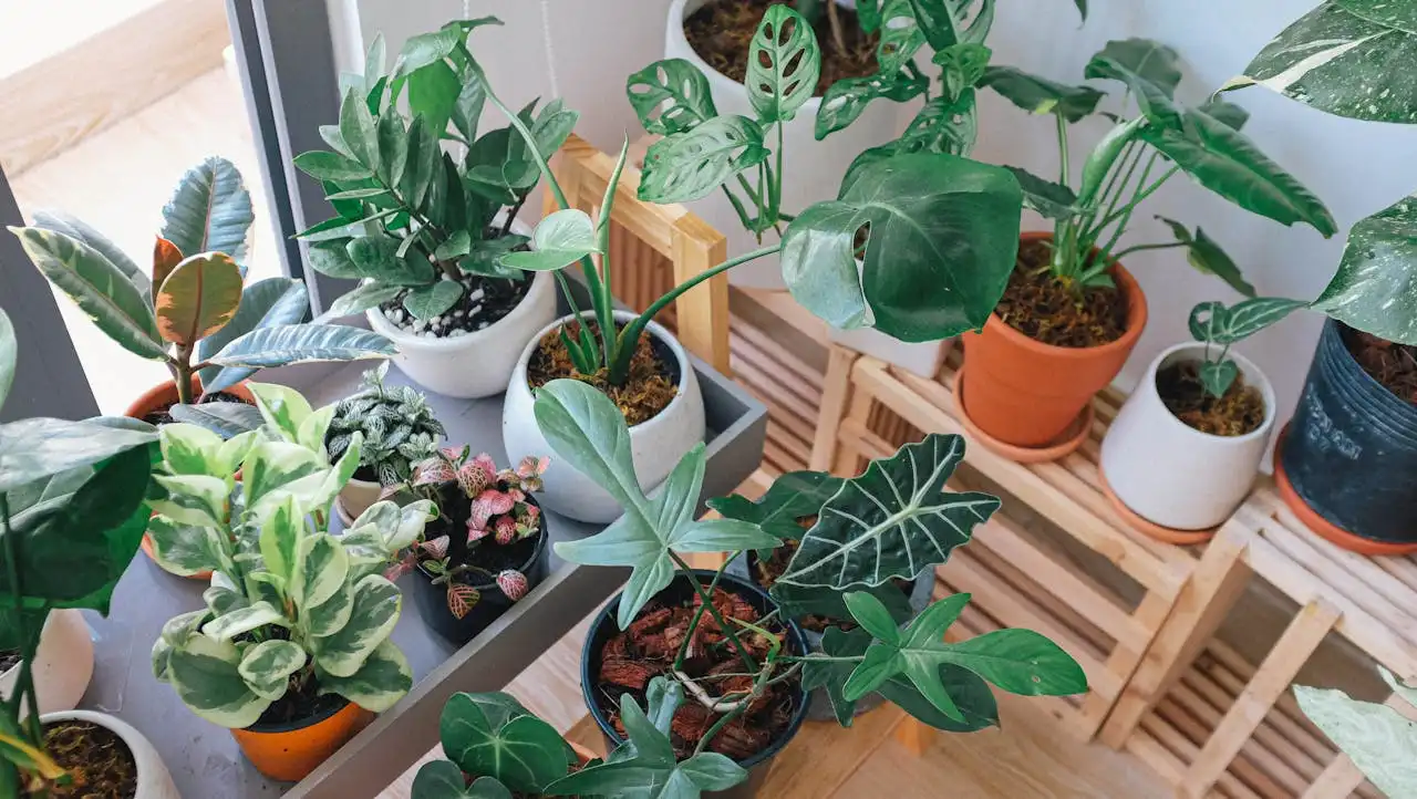 Indoor Greener Post